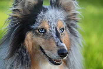 shetland Sheepdog, dog, animal, mammal, canine, pet, national, nature, portrait, sheepdog, sheltie