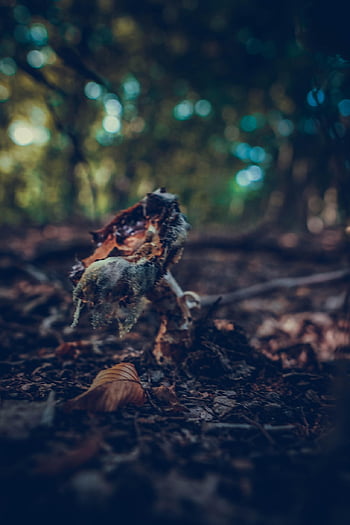 mushroom, forest, leaves, toadstool, fungus, boletus, edible, sponge, brown Mushroom, natural, autumn