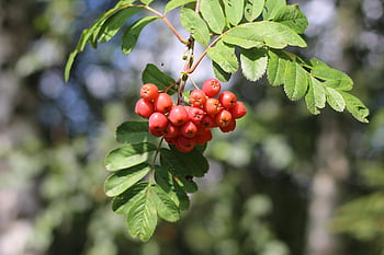 jeřáb, bobulí jeřabin, horský popel, bobule, ovoce, zahrada, Příroda, Ashberries