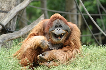 orangutan, zvíře, zoo, opice, primát, savec, volně žijících živočichů, fauna, divočina, džungle, Příroda