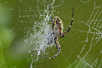 spider, arachnid, spider Web, cobweb, web, orb, weaver, insect, bug, arachnophobia, nature