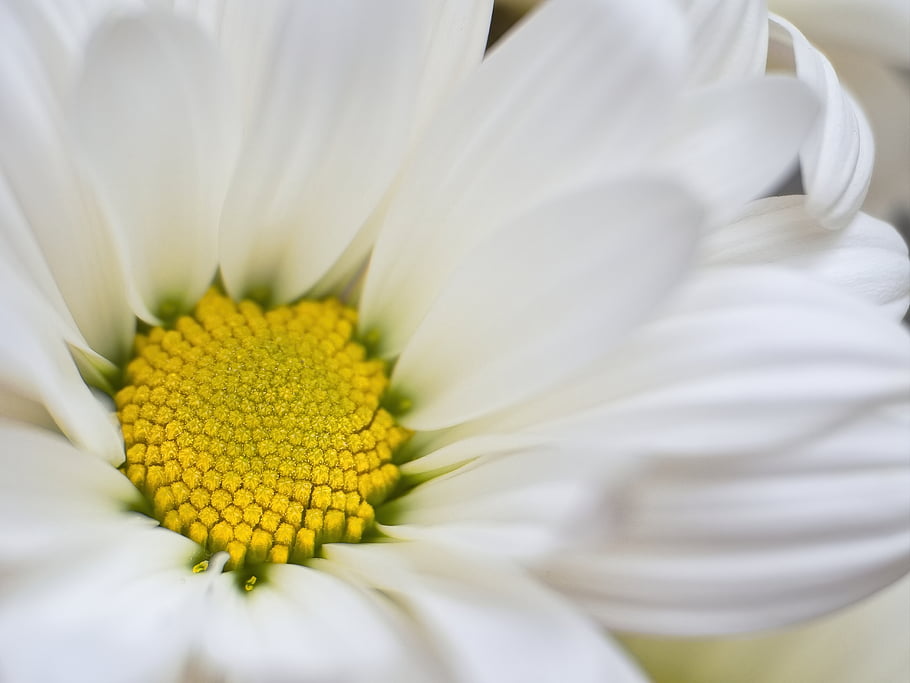 bianca, margherita, fiore, primavera, biologico, natura, crescita, naturale, fioritura, fiorire, avvicinamento