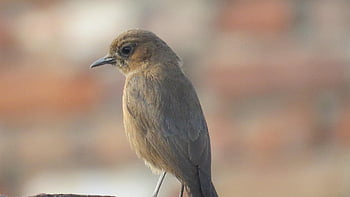 usignolo, usignolo rufous, un piccolo uccello passeriforme, bellissimo uccello, uccello usignolo comune, natura
