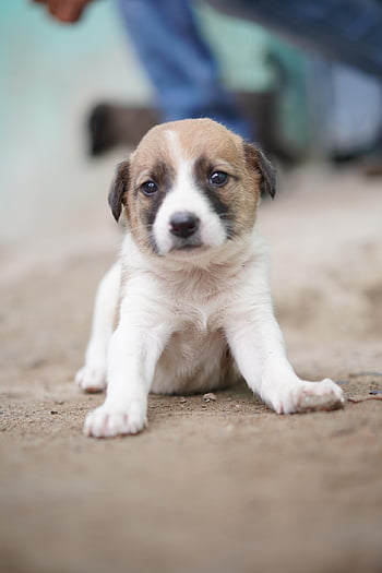 pet, nature, puppy, animal, street, canine, pup, dog, outdoors