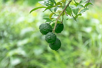 citrusové plody, ovoce, citrony, limety, ovocný strom, Příroda, zblízka, Zelené zdraví, zelený citron, oranžový, zdravý