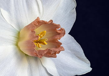 narcis, květ, květinové tapety, jaro, rostlina, Jasný, žlutá, krásné květiny, zahrada, květinové pozadí, Příroda