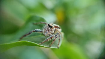 pavouk, pavoukovec, členovců, Arachnologie, arachnofobie, hmyz, Chyba, živočišného světa, fauna, zblízka, Příroda