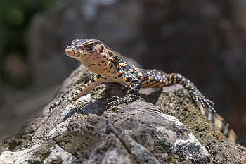 asijské vodní monitor, krutý, puntíkovaný, Austrálie, tropické klima, plazení, dráp, ohrožené druhy, zoologie, Thajsko, plaz