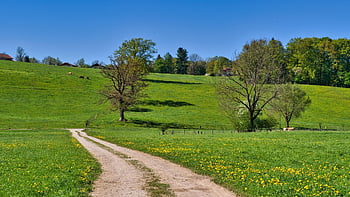 spring, path, dirt Road, trees, nature, scenic, vacations, hike, recreation, green