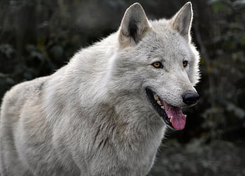 grey Wolf, timber Wolf, white Wolf, wolf, canine, hunter, predator, mammal, animal, canis Lupus, tongue