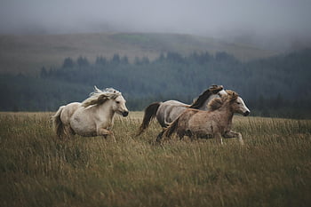 koně běží, travnaté hřiště, divocí koně, Misty Field, nezkrotiná příroda, cval koně, Majestátní koně, Přírodní krásy, venkovní scenérie, fotografování divoké zvěře, venkovské krajiny