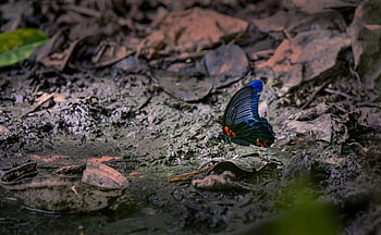 motyl, skrzydełka, owad, zapylać, zapylanie, lepidoptera, entomologia, flora, fauna, Natura, zwierzę