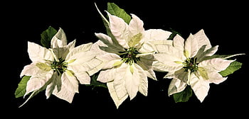 jul, Kristus stjerne, julestjerne, Advent sæson, jule fest, juleaften, natur, flora, juletid