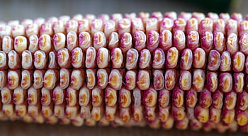 corn, corncob, corn Kernels, yellow, cereal Grain, maize, vegetable, organic, healthy, closeup