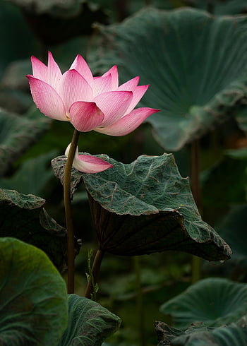 lotus, květ, růžový květ, květinové pozadí, lotosový květ, lotosové listy, květinové tapety, okvětní lístky, růžové okvětní lístky, krásné květiny, flóra