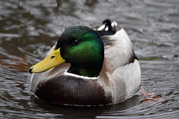wilde eend, eend, vogel, meer, waterwild, watervogel, dier, veren, gevederte, bek, dieren wereld