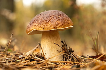 mushroom, edible Mushroom, penny Bun, boletus, boletus Edulis, toadstool, fungus, nature, closeup