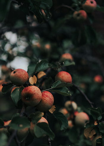 apples on a tree, ripe apples, tree branch, dark orchard, lush orchard, close-up apples, apple tree, orchard setting, red apples, green leaves, fruit tree