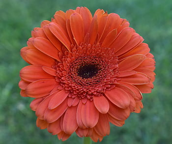 gerbera Daisy, gerbera, daisy, flower, flower Background, nature, beautiful Flowers, flower Wallpaper, bloom, plant, flora