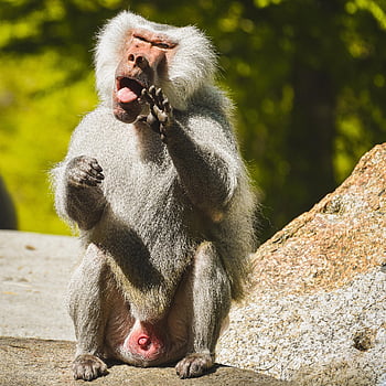 baboon, animal, wildlife, mammal, nature, primate, zoo, hellabrunn Zoo