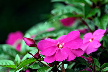 virág, virág háttér, gyönyörű virágok, Új -Guinea Impatiens, virág háttérkép, növényvilág, rózsaszín, természet