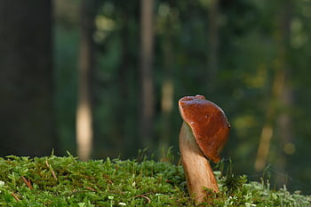 chestnut, mushroom, gathering, nature, forest Floor, moss, fall, edible, forest