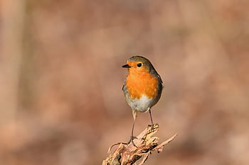 robin, bird, winter, wildlife, plumage, songbird, ornithology, sitting, beak, bird Watching, close Up