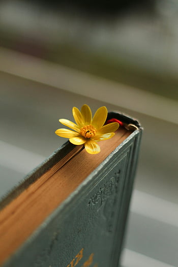yellow flower, old book, antique book, bookmark, delicate flower, hardcover book, book pages, blooming flower, vintage book, floral bookmark, yellow bookmark