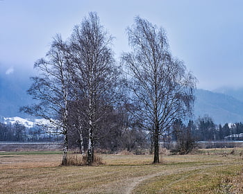 alberi, sentiero, pista, percorso naturalistico, sentiero didattico, alberi spogli, natura, paesaggio, autunno, lontano, pista ciclabile