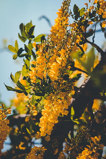 laburnum, golden Rain, golden Chain Tree, golden Chain, bush, plants, nature, springtime, forest, garden, park