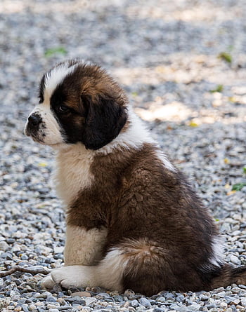 dog, animal, puppy, saint Bernard, switzerland, domestic Animal