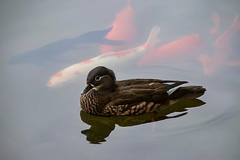 鳥、 アヒル、 鳥類学、 種、 動物相、 鳥類、 動物、 くちばし、 野生動物、 みかん、 水鳥