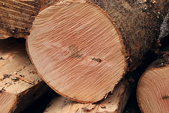 annual Rings, tree, tree Slice, wood, tribe, tree Trunk, nature, structure, grain, tree Bark, like