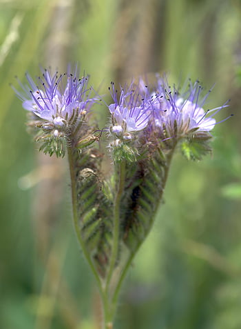 phacelia, květiny, rostlina, krajkové phacelia, phacelia tanacetifolia, fialová tansy, květ, pole, Příroda, detailní, hydrophyllaceae