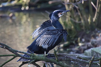 kormorán, pták, zvíře, shag, vodní pták, křídla, peří, zobák, posazený, větev, Příroda