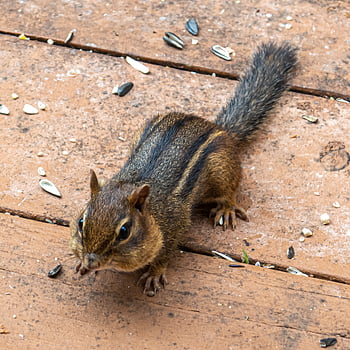 chipmunk animal nature, backyard, cheeks, chipmunk, cute, eating, eye, fur, garden, nature, outdoors
