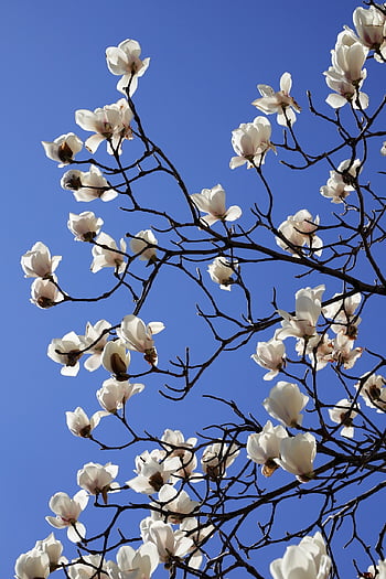 magnolia, primavera, fiore, natura, pianta, bianca, bellissimi fiori, petalo, fiori di primavera, albero, fioritura