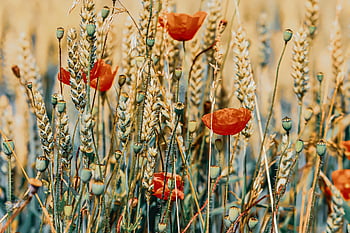 poppies, flowers, wheat Field, red Poppies, red Flowers, beautiful Flowers, bloom, seed Pods, seed Capsules, plants, flower Wallpaper