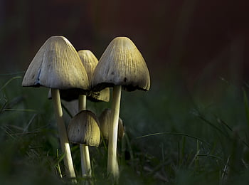 houba, Příroda, podzim, toxický, jedovatý, les, přírodní, nebezpečný, houbové, makro, dřevo