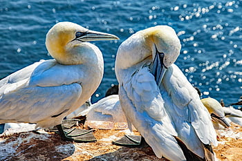 ptáků, severní gannet, druh, mořských ptáků, zobák, zvíře, volně žijících živočichů, helgoland, lange anna, Příroda, pták