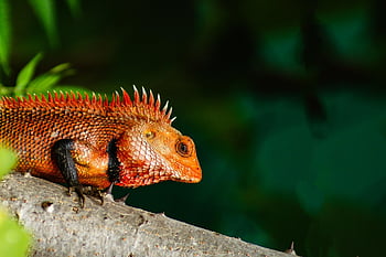 chameleón, zvíře, dřevo, plaz, volně žijících živočichů, ještěrka, exotický, chamaeleonidae, fauna, džungle, divočina