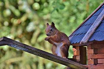 mókus, rágcsáló, emlős, vadvilág, természet, erdei állat, fauna, állat