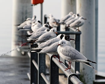 port, birds, nature, wildlife, lutry, vaud, switzerland, lake Geneva, jetty, fishing Village, animals