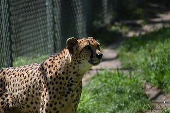 Gepard, puntíkovaný, Kočkovitý, divoká kočka, dravec, divoké zvíře, savec, zvíře, živočišného světa, volně žijících živočichů, fotografování divoké zvěře