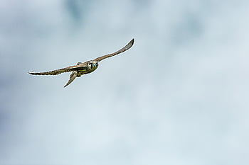 bird, birds Of Prey, access The Local Peregrine, falco Cherrug, endangered Species, in Flight, nature, mongolia Eastern