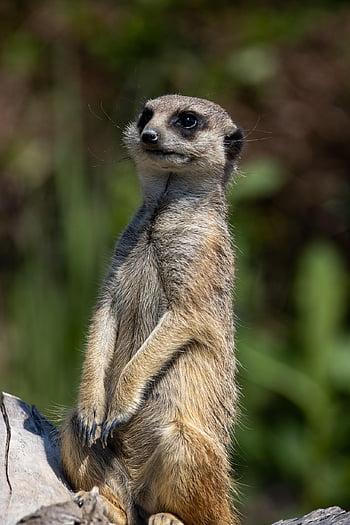 meerkat, wildlife, animal, suricate, mammal, nature, mongoose, fauna, watchdog, africa, zoo
