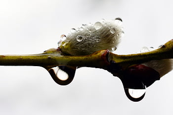 willow, bud, spring, flower Wallpaper, nature, flower Background, rain, close, plant, flower, flowering