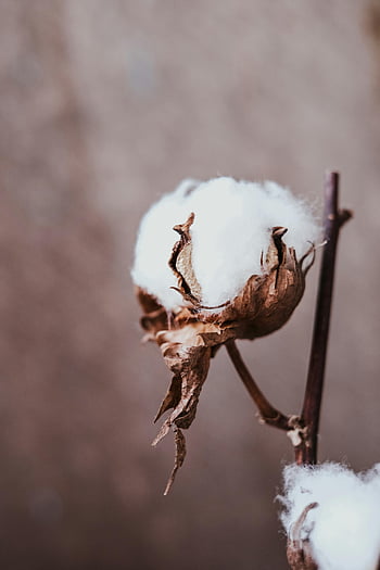 sušená rostlina bavlny, Gossypium hirsutum, detailní záběr, bílé vlákno, bavlněný boll, sušené větve, neutrální pozadí, Podrobný detail, měkká bavlna, rostlina textura, přírodní vlákno
