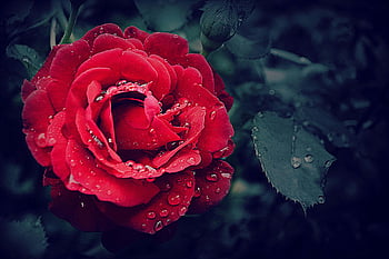 red rose, selective focus, close-up, vibrant red, dewdrops, natural beauty, flower photography, floral image, garden flower, red petals, morning dew