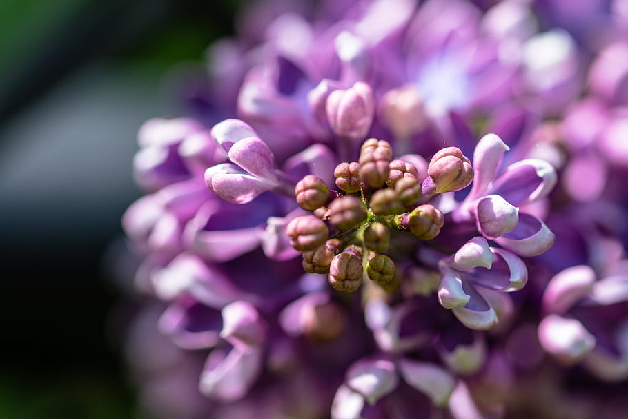 purple, flowers, nature, outdoors, fresh, petals, bloom, blossom, botany, pretty, natural